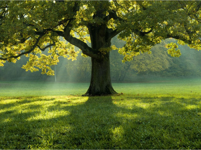 The Alchemist's Tree